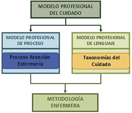 El modelo profesional del cuidado según la metodología enfermera |  Enfermería en Desarrollo